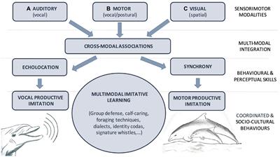 Multimodal imitative learning and synchrony in cetaceans: A model for speech and singing evolution